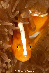 Clown Fish in Cagayan Island - PH by Alberto D'este 